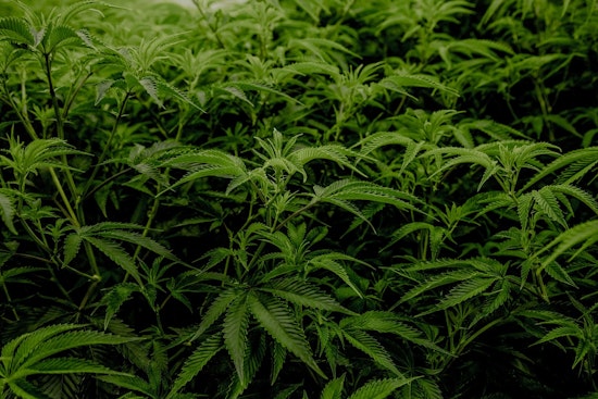 Dallas May Put Marijuana Decriminalization to Voters as City Council Member Advocates for "Dallas Freedom Act"