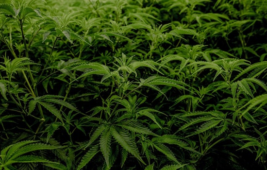 Dallas May Put Marijuana Decriminalization to Voters as City Council Member Advocates for "Dallas Freedom Act"