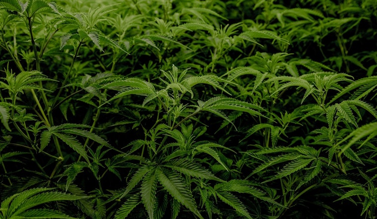 Dallas May Put Marijuana Decriminalization to Voters as City Council Member Advocates for "Dallas Freedom Act"