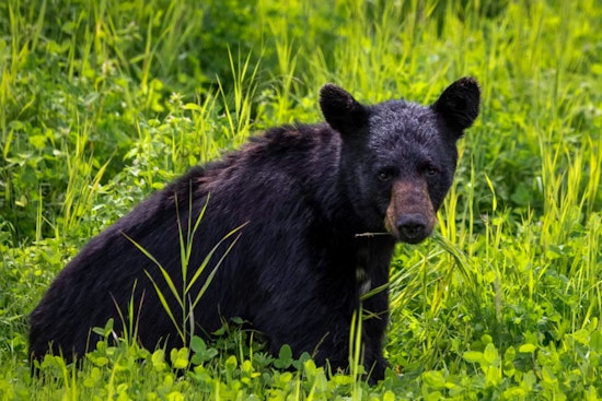 Dead Bear Found on Interstate 395 Near Pentagon Raises Concerns Over Increased Wildlife Encounters in Arlington