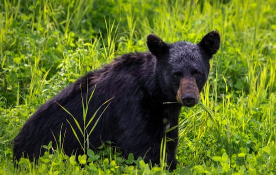 Dead Bear Found on Interstate 395 Near Pentagon Raises Concerns Over Increased Wildlife Encounters in Arlington