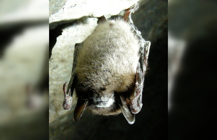 Deadly White-Nose Syndrome Expansion in Texas Bats Confounds Experts, Alarms Biologists