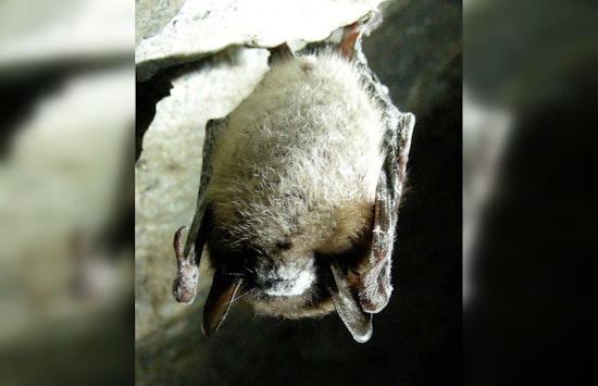 Deadly White-Nose Syndrome Expansion in Texas Bats Confounds Experts, Alarms Biologists