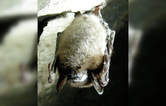 Deadly White-Nose Syndrome Expansion in Texas Bats Confounds Experts, Alarms Biologists