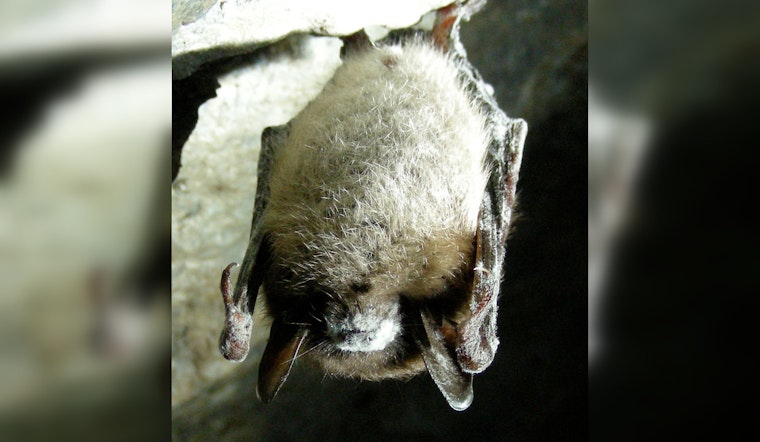 Deadly White-Nose Syndrome Expansion in Texas Bats Confounds Experts, Alarms Biologists