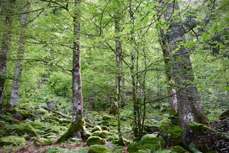 Delaware County Continues Hunt for LTSR Facility Amid Challenges with Delco Woods Site
