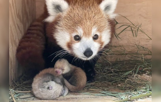 Detroit Welcomes Adorable Red Panda Twins: A Peak of Cuteness and Conservation Efforts at the Zoo