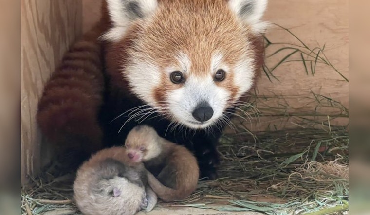 Detroit Welcomes Adorable Red Panda Twins: A Peak of Cuteness and Conservation Efforts at the Zoo