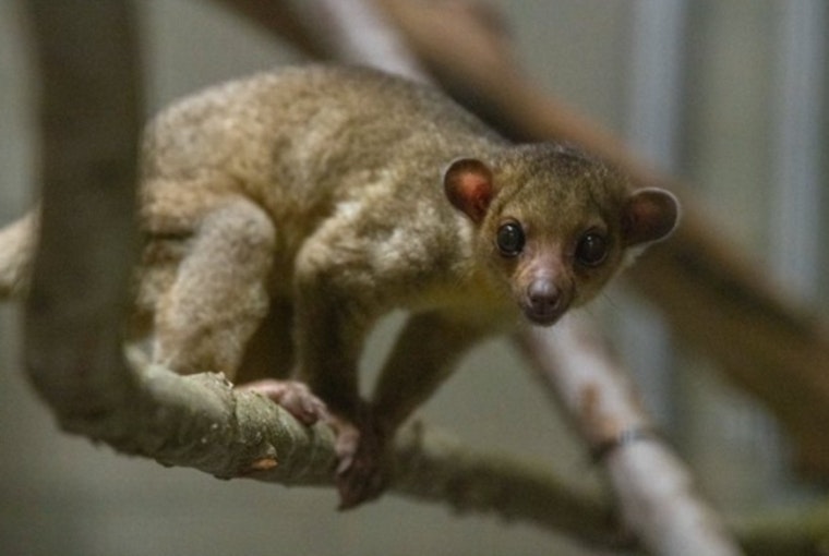 Displaced Kinkajou Found at Yakima Rest Stop Rescued and Sheltered at Tacoma's Point Defiance Zoo