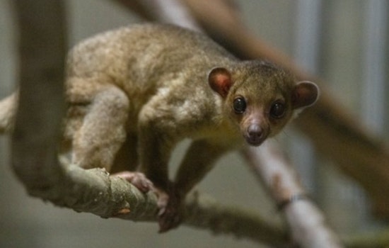 Displaced Kinkajou Found at Yakima Rest Stop Rescued and Sheltered at Tacoma's Point Defiance Zoo