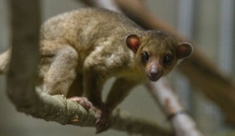 Displaced Kinkajou Found at Yakima Rest Stop Rescued and Sheltered at Tacoma's Point Defiance Zoo