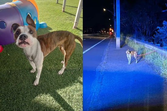 Dorchester Man Charged with Animal Cruelty After Emaciated Dog Found in Revere
