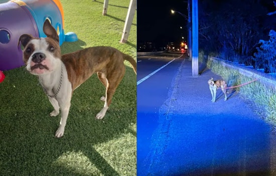 Dorchester Man Charged with Animal Cruelty After Emaciated Dog Found in Revere