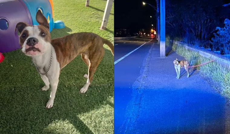 Dorchester Man Charged with Animal Cruelty After Emaciated Dog Found in Revere