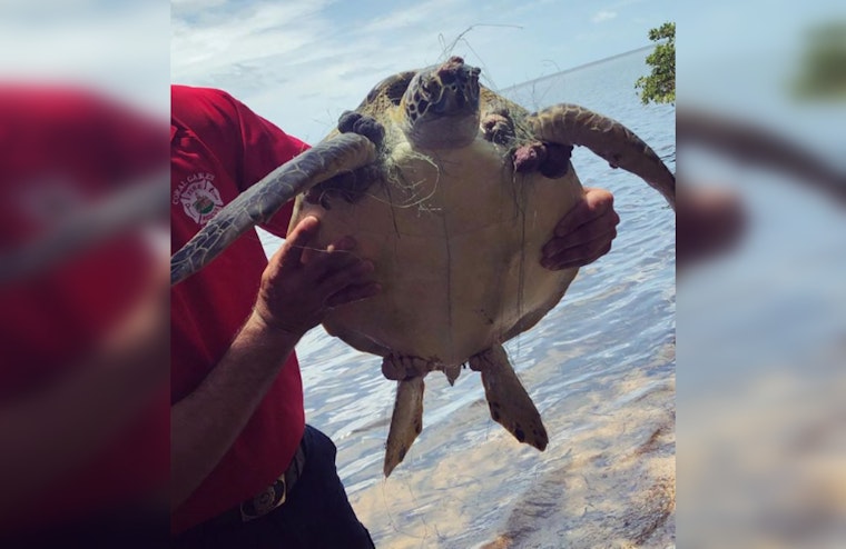 Endangered Green Sea Turtle Rescued from Entanglement at Matheson Hammock Park by Coral Gables Firefighters and Wildlife Teams