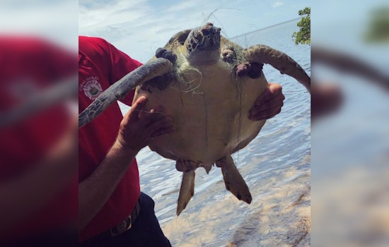 Endangered Green Sea Turtle Rescued from Entanglement at Matheson Hammock Park by Coral Gables Firefighters and Wildlife Teams