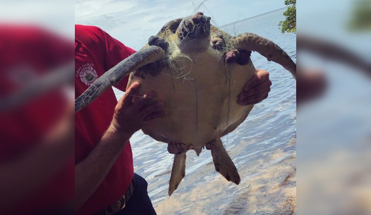 Endangered Green Sea Turtle Rescued from Entanglement at Matheson Hammock Park by Coral Gables Firefighters and Wildlife Teams