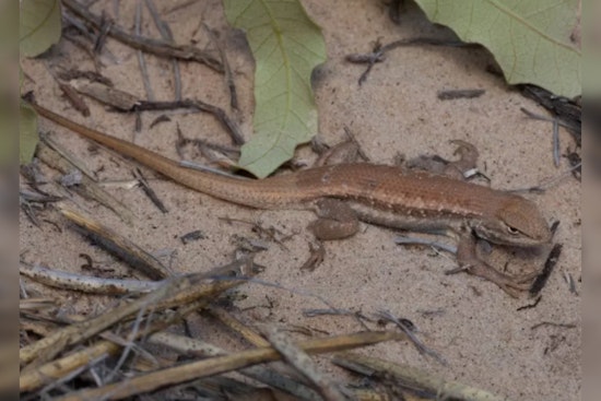 Endangered Lizard Listing Sparks Conflict Between Conservation Efforts and Permian Basin Oil Industry