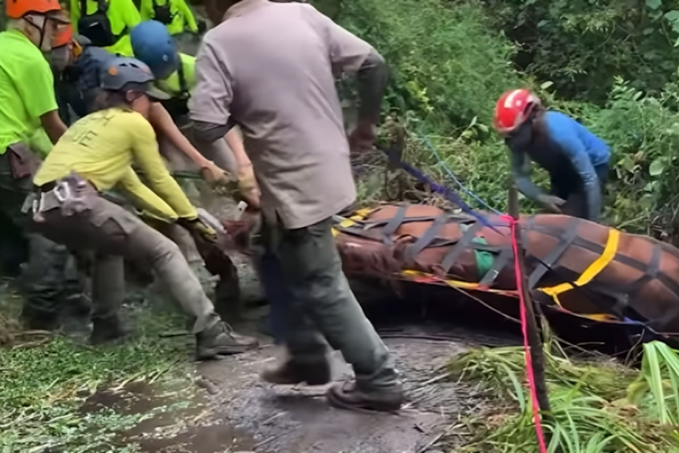 Expert Rescue Team Successfully Extracts Horse from Steep Ravine Near Point Reyes