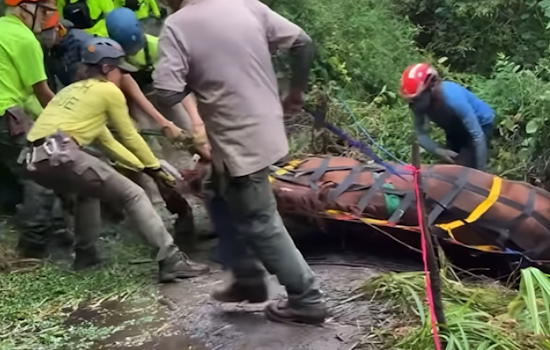 Expert Rescue Team Successfully Extracts Horse from Steep Ravine Near Point Reyes