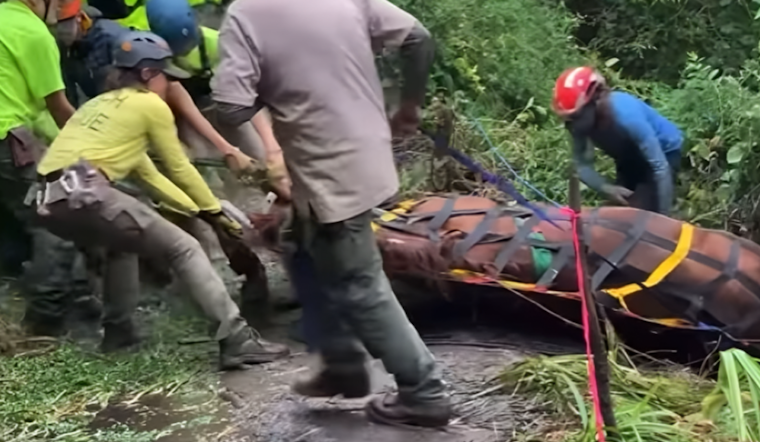 Expert Rescue Team Successfully Extracts Horse from Steep Ravine Near Point Reyes