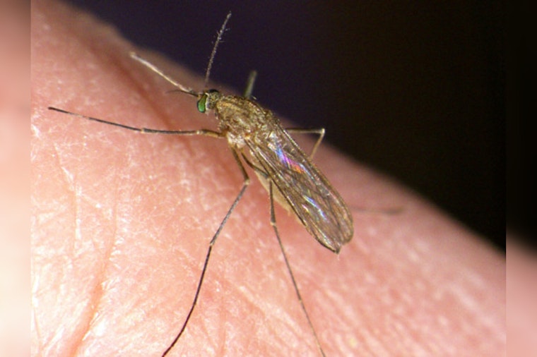 First West Nile Virus-Carrying Mosquitoes of Season Detected in Los Angeles' Winnetka Area
