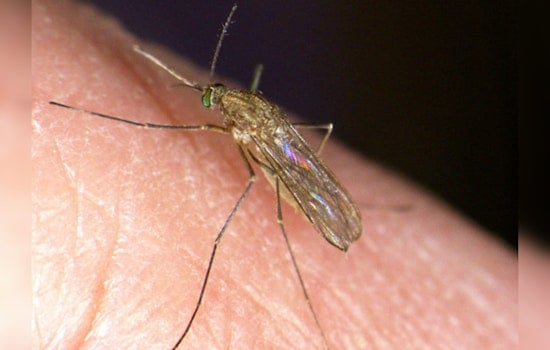 First West Nile Virus-Carrying Mosquitoes of Season Detected in Los Angeles' Winnetka Area