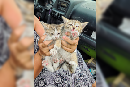 Flagstaff Towing Company Owner Rescues Cat on SUV Roof, Phoenix Motorists Save Kittens on Freeway