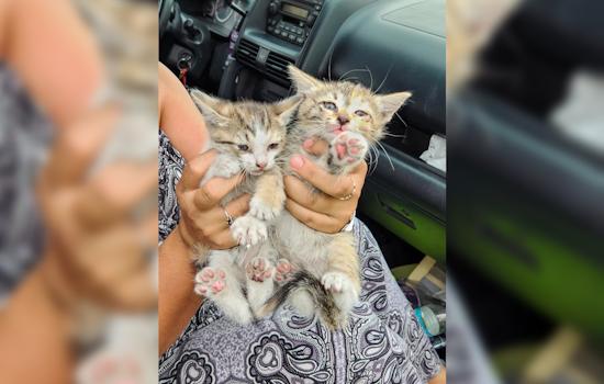 Flagstaff Towing Company Owner Rescues Cat on SUV Roof, Phoenix Motorists Save Kittens on Freeway