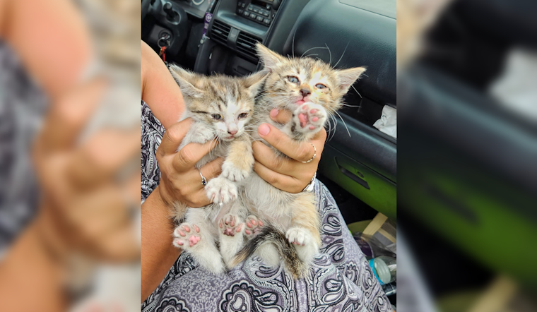 Flagstaff Towing Company Owner Rescues Cat on SUV Roof, Phoenix Motorists Save Kittens on Freeway