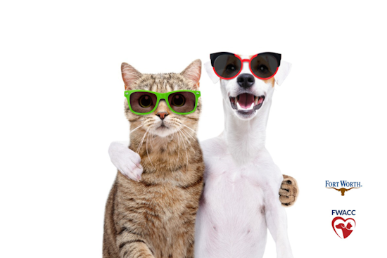 Fort Worth Animal Care & Control Offers Tips for Protecting Pets from Summer Heat