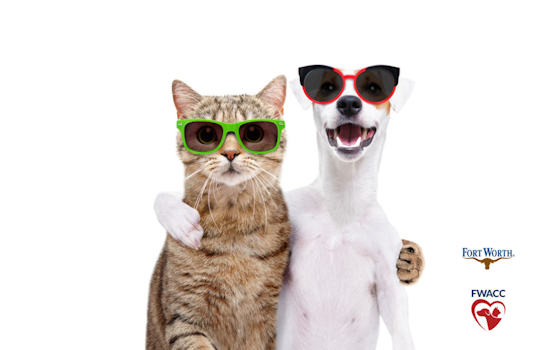 Fort Worth Animal Care & Control Offers Tips for Protecting Pets from Summer Heat