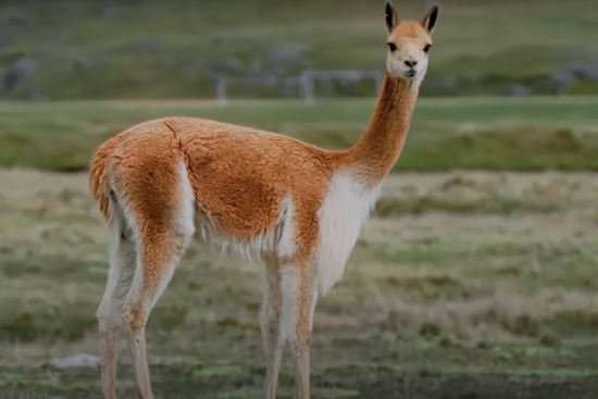 Fort Worth's Rose Marine Theater to Screen 'Vicuña Salvation': A Tale of Conservation Success