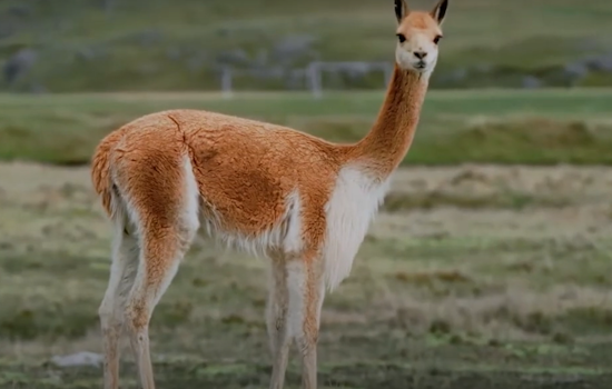 Fort Worth's Rose Marine Theater to Screen 'Vicuña Salvation': A Tale of Conservation Success