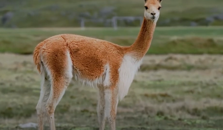 Fort Worth's Rose Marine Theater to Screen 'Vicuña Salvation': A Tale of Conservation Success