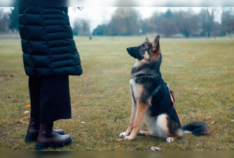 Fulton County Felony Offenders Find Redemption and New Opportunities Training Rescue Dogs