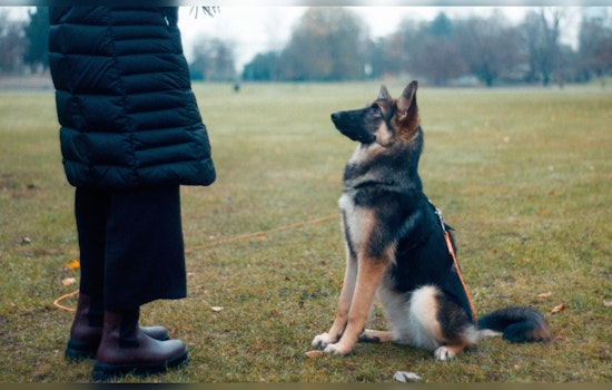 Fulton County Felony Offenders Find Redemption and New Opportunities Training Rescue Dogs