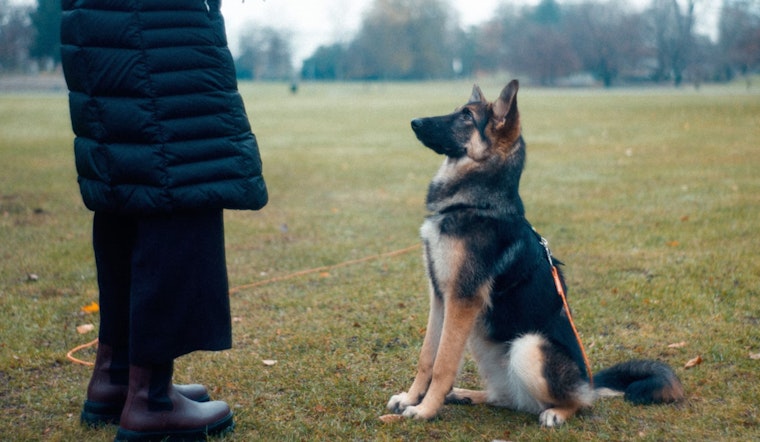 Fulton County Felony Offenders Find Redemption and New Opportunities Training Rescue Dogs