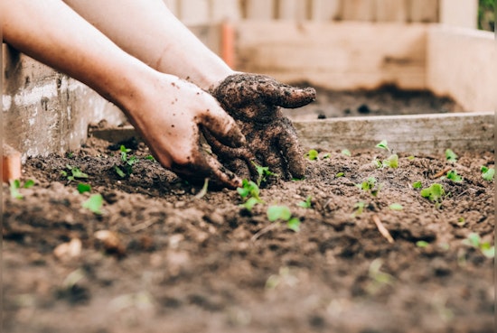 Get Your Garden Summer-Ready, Experts Share Tips on Pruning for Lush Blooms and Healthy Plants
