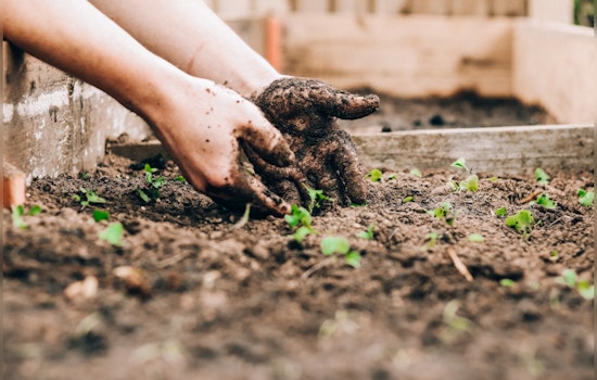 Get Your Garden Summer-Ready, Experts Share Tips on Pruning for Lush Blooms and Healthy Plants