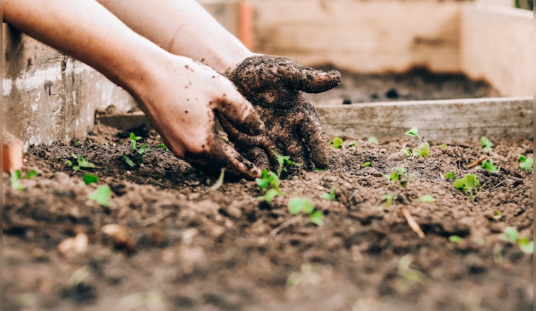 Get Your Garden Summer-Ready, Experts Share Tips on Pruning for Lush Blooms and Healthy Plants