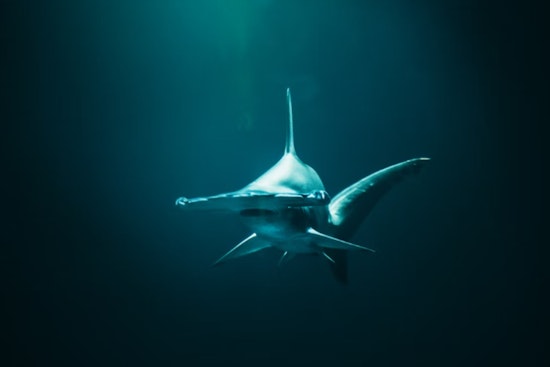 Groom-to-Be Reels in Colossal Hammerhead Shark During Pompano Beach Bachelor Party
