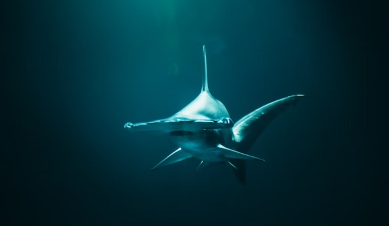 Groom-to-Be Reels in Colossal Hammerhead Shark During Pompano Beach Bachelor Party