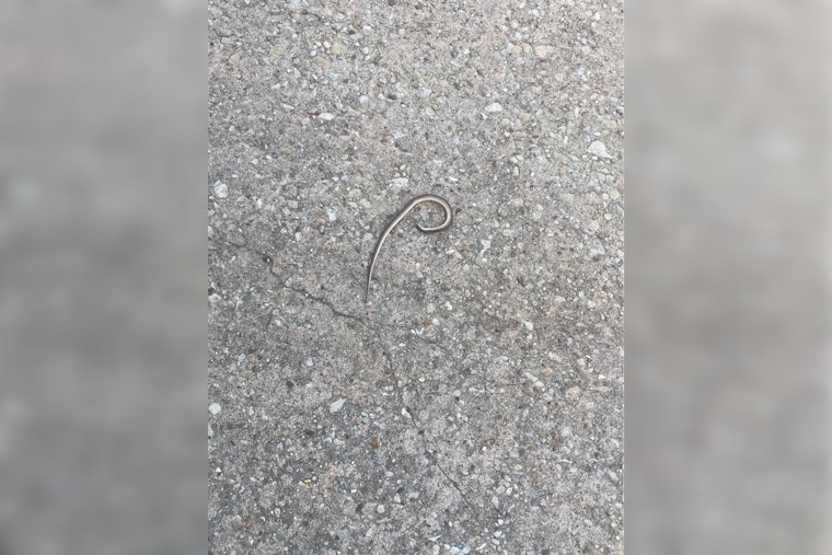 Harris County Constables Swiftly Remove Snake from Under Sleeping Baby's Bed in Northwest Home