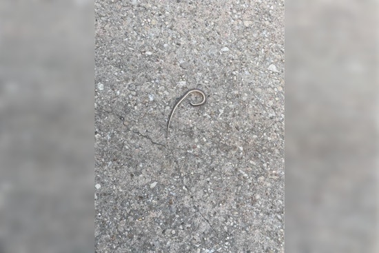 Harris County Constables Swiftly Remove Snake from Under Sleeping Baby's Bed in Northwest Home