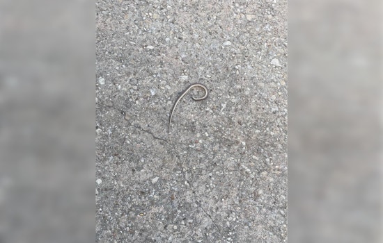 Harris County Constables Swiftly Remove Snake from Under Sleeping Baby's Bed in Northwest Home