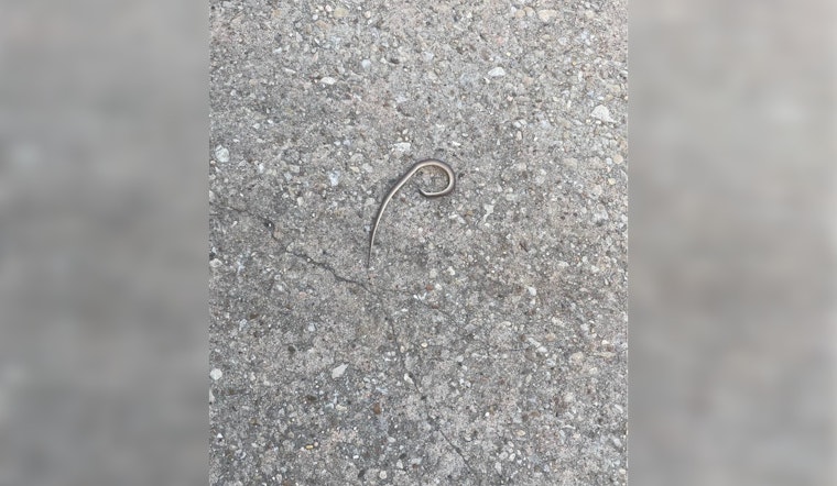 Harris County Constables Swiftly Remove Snake from Under Sleeping Baby's Bed in Northwest Home