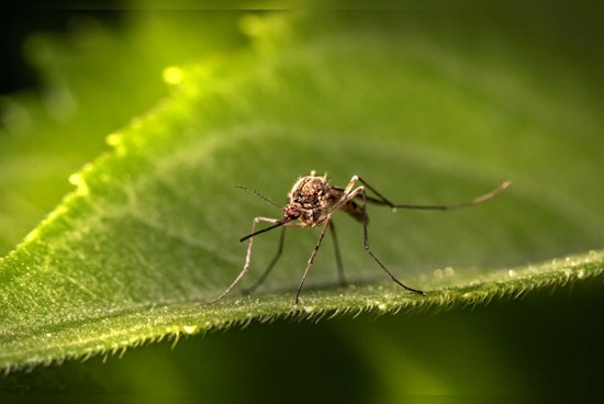 Harris County Reports Surge in West Nile Virus Cases Among Mosquitoes, Officials Urge Preventative Action