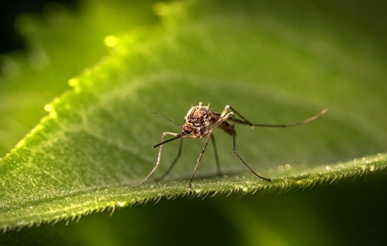 Harris County Reports Surge in West Nile Virus Cases Among Mosquitoes, Officials Urge Preventative Action