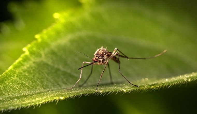 Harris County Reports Surge in West Nile Virus Cases Among Mosquitoes, Officials Urge Preventative Action